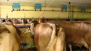 Cumparam buhai, vaci,vitele.cai la un pret foarte bun,venim oriunde! Grajd In Elvetia Youtube