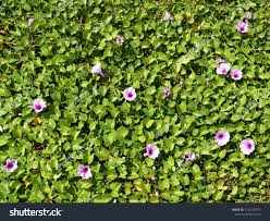 Image result for Ipomoea pes-caprae