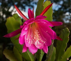 Moving your orchid to a room with a temperature between 65 and 75 degrees for a couple of weeks during the resting period can help trigger reblooming. Epiphyllum Hybrid Wikipedia