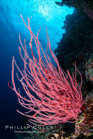 Image result for Stolzia williamsonii