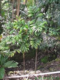 Image result for Pachystachys