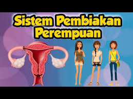 Sistem ini kebanyakannya terdiri daripada gonad perempuan yang dikenali sebagai ovari dan rahim. Tingkatan 1 Bab 4 Sistem Pembiakan Perempuan Cikgootube Youtube