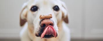 Druse Gesund Glucklicher Hund Pankreatitis Beim Hund Richtig Erkennen Und Behandeln