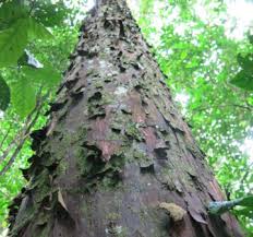 Image result for Afrocarpus usambarensis