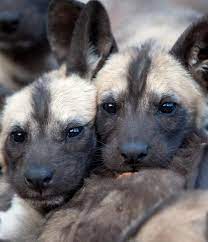 African painted dogs (formerly known as the african wild dog) is one of the most endangered animals in africa. African Wild Dog African Wildlife Foundation