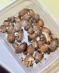 Image result for Disa brevicornis