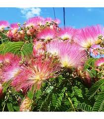 Image result for Albizia forbesii
