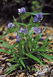 Image result for Commelina