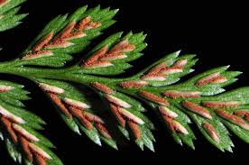 Image result for Asplenium adiantum-nigrum