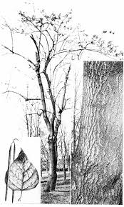 Image result for Oldfieldia macrocarpa