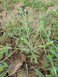 Image result for Euploca strigosa