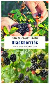 We did not find results for: How To Grow Blackberries Tips For Planting Growing Complete Guide Growing Blackberries Blackberry Plants Growing Vegetables In Pots