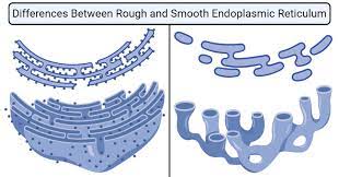 Difference # rough endoplasmic reticulum: Rough Vs Smooth Endoplasmic Reticulum Definition 13 Differences Examples