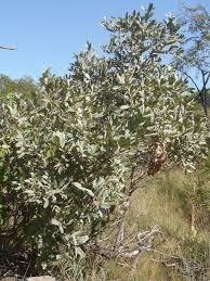 Image result for Ozoroa paniculosa