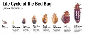 Sep 21, 2018 · in an empty house, those food sources would be eliminated. Disease Outbreak Control Division Bed Bugs