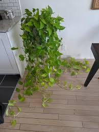 Maybe you would like to learn more about one of these? Stake It Trim It Can T Let It Climb I Rent And It Tried To Attach To The Walls Would Love Your Thoughts Ideas For My Neon Monster Pothos