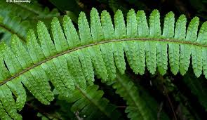 Image result for Nephrolepis