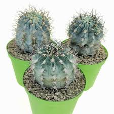 Image result for Canthium glaucum