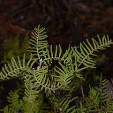 Image result for Gleichenia elongata