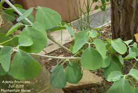 Image result for Adenia fruticosa
