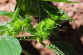 Image result for Acalypha nyasica