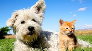 Resultado de imagen para PERROS  Y GATOS YUSOS