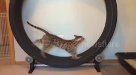 Patiently he was there purring all the way. One Fast Cat Exercise Wheel Video Exercise