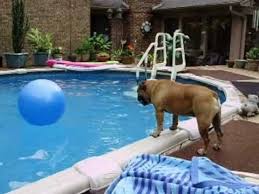 Most bulldogs can swim, but not well. English Bulldogs Can T Swim English Bulldog Bulldog Swimming