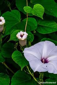 Image result for Ipomoea shupangensis