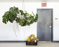 Caring For Indoor Plants During Winter Plant Decor Indoor Plant Decor Garden Ideas To Make