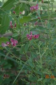 Image result for Teramnus micans