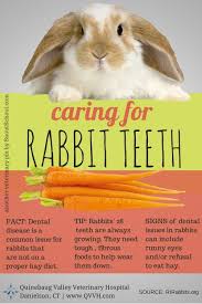 Rabbit Bunny Dental Care Tips How To Keep Bunnies Teeth Healthy More On Our Rabbit Shirt Ideas Of Rabbit Shirt Rabb Rabbit Care Pet Rabbit Care Rabbit