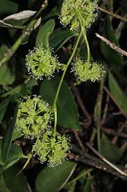 Image result for Smilax anceps