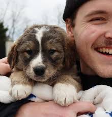 FOSTER NEEDED FOR KNIGHT 🖤 the amazing 9-10 month old Black Labrador  Retriever! This wiggly, happy-go-lucky pup was found as a stray in the city  and has been pulled from @nycacc by