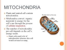 Check spelling or type a new query. The Cell Parts Organelles Objectives To Become Familiar