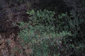 Image result for Clutia pulchella