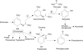 A species of considerable medical importance. Salicylate Biosynthesis In Pseudomonas Aeruginosa Journal Of Biological Chemistry
