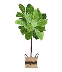 Fiddle leaf fig (ficus lyrata) is toxic to cats. Fiddle Leaf Fig