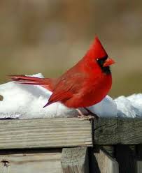 Brown Birds That Look Like Cardinals Pin By Christine Brown On Cardinals Cardinal Birds Bird Pictures Beautiful Birds