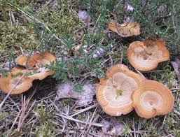 Image result for Pancovia holtzii