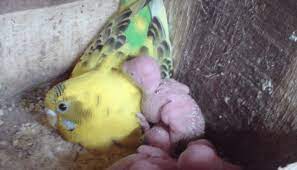 Cara Merawat Anakan Burung Parkit Agar Bisa Cepat Jinak Burung