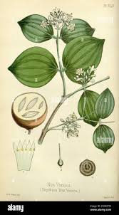 Image result for Strychnos gossweileri