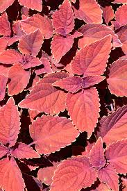 Image result for Coleus tetragonus
