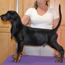 Black and tan coonhound information including personality, history, grooming, pictures, videos, and the akc breed standard. Windbourne Farm Black Tan Coonhounds Home Facebook