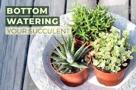 Then place a narrow strip of plastic where the rocks will. How And When You Should Bottom Water Your Succulents Succulents Box