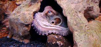 Freshwater Octopus Species Freshwater Octopus To Blame For Lake Deaths Octopus Species Octopus Octopus Intelligence