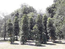 Image result for Araucariaceae