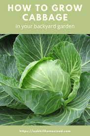 How To Grow Cabbage In Your Backyard Garden Growing Cabbage Cabbage Plant Cabbage