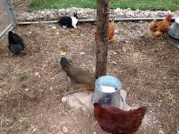 Check spelling or type a new query. How To Keep Your Pet Rabbit Healthy In An Outdoor Environment Belle Mead Animal Hospital Veterinary Hospital In New Jersey