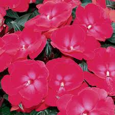 Protocols set for the dümmen orange green care program ensure that sunstanding are produced under strict phytosanitary protocols. Infinity Cherry Red New Guinea Impatiens Impatiens Hawkeri Proven Winners